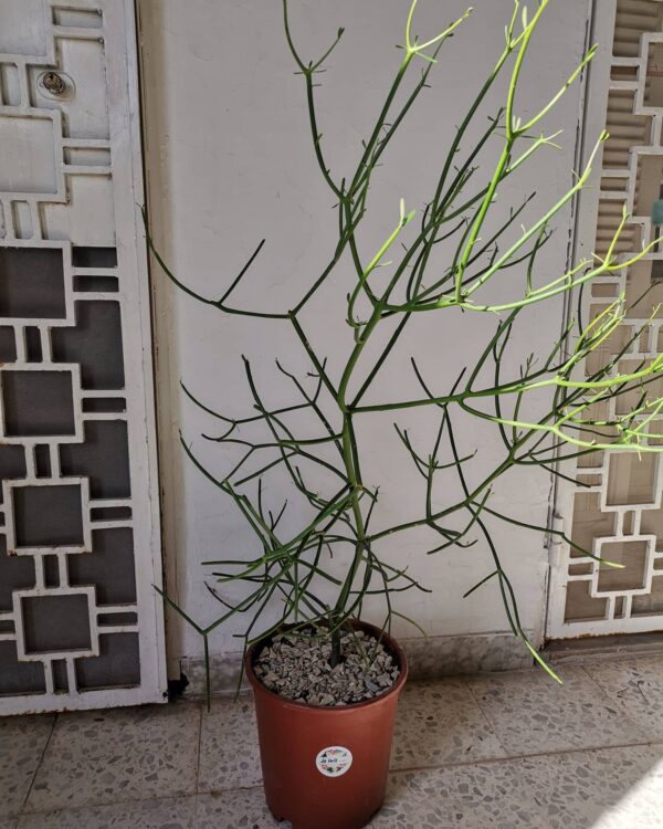 Euphorbia tirucalli, Arbre Crayon