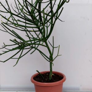 Euphorbia tirucalli, Arbre Crayon