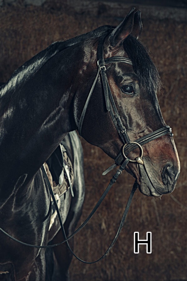 Eye, horse's muzzle as a background, backdrop or wallpaper. Shooting close-up.